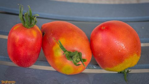 GRANDPA'S COK'S PLUM