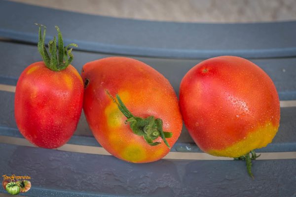 GRANDPA'S COK'S PLUM