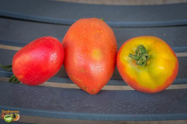GRANDPA'S COK'S PLUM – Image 3