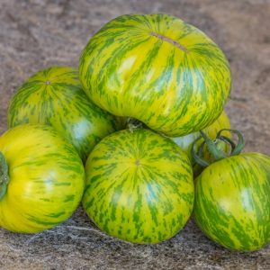 GREEN ZEBRA