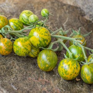 green zebra cherry