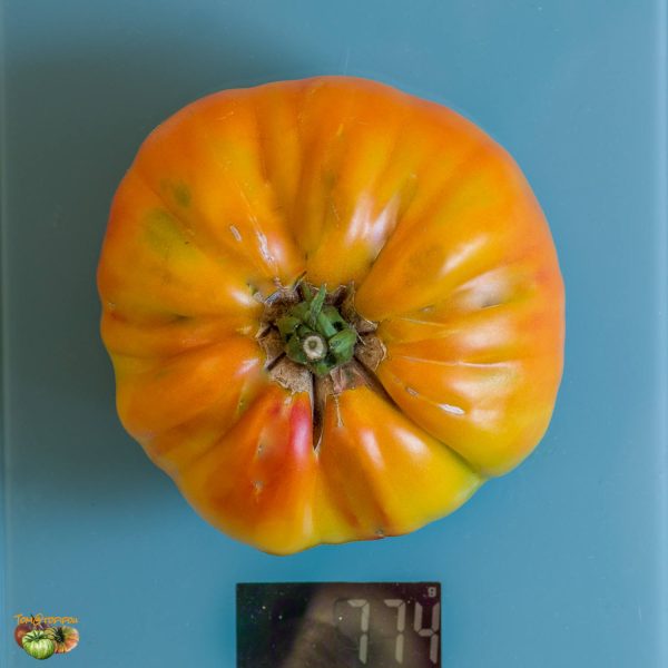 HILLBILLY PL – Image 4