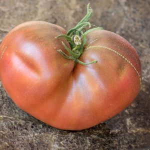 INDIAN DARK VIOLET BEEFSTEAK