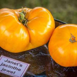 JANET'S JACINTHE JEWEL