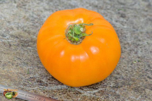 JUMBO JIM ORANGE – Image 5