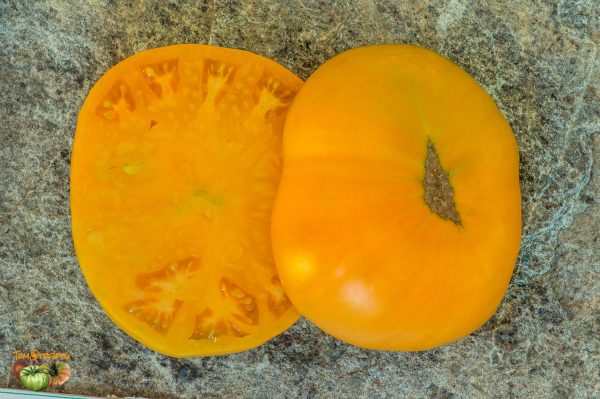 JUMBO JIM ORANGE – Image 8