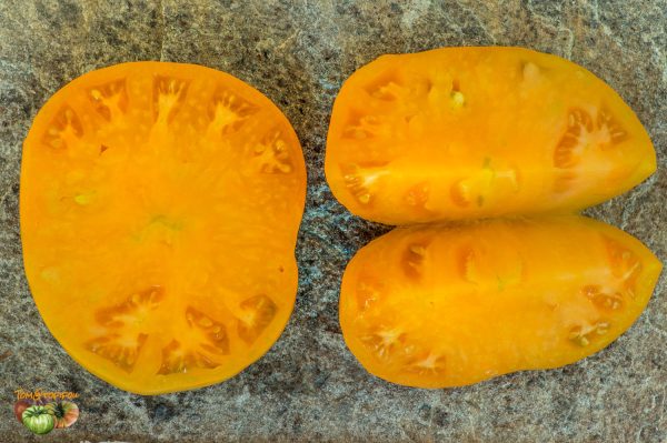 JUMBO JIM ORANGE – Image 9
