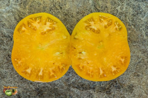 JUMBO JIM ORANGE – Image 7