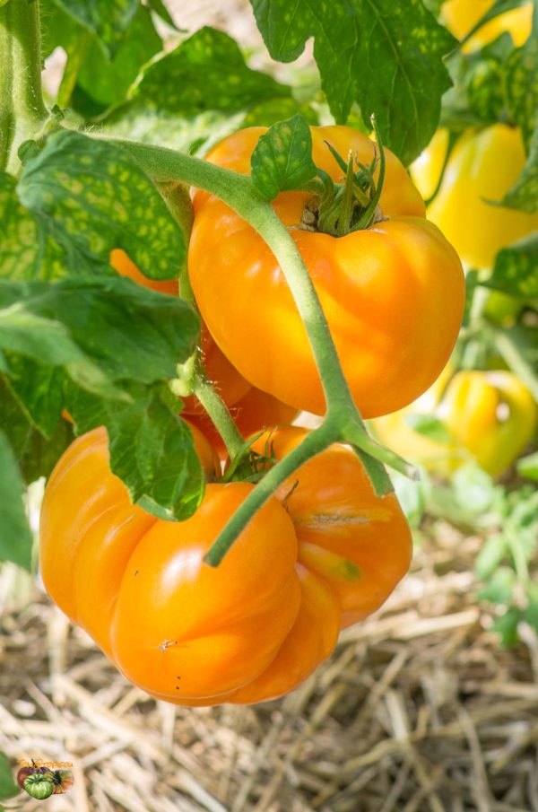 JUMBO JIM ORANGE – Image 10