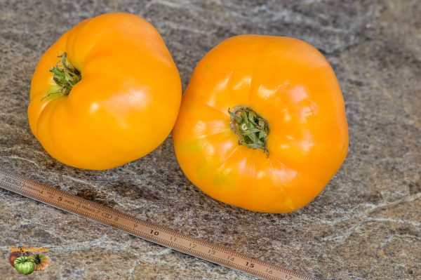 KENTUCKY BEEFSTEAK - Image 3