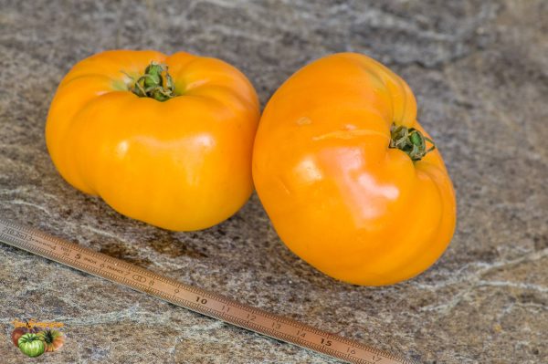 KENTUCKY BEEFSTEAK