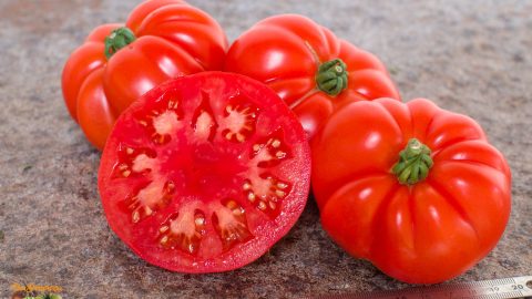 MARMANDE