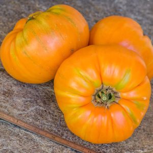 MAYLOR ROTH'S ORANGE