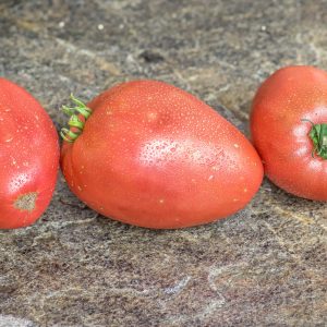 mazarini