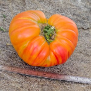 MENNONITE GERMAN GOLD