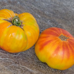 MORTGAGE LIFTER BICOLOR STRAIN