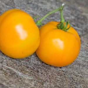 ORANGE KING