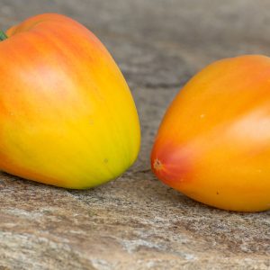ORANGE RUSSIAN 117
