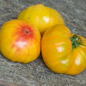 PATTY'S YELLOW STRIPED BEEFSTEAK