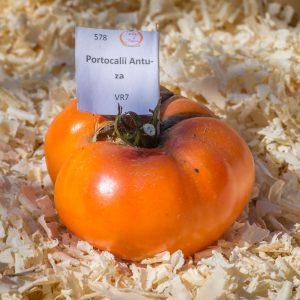 portocalii antuza