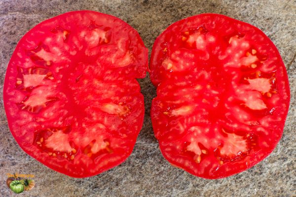 POTIRON ECARLATE – Image 7