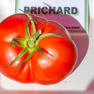 prichard