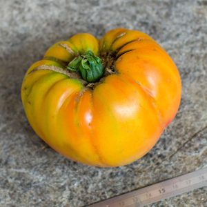 RED BELLY