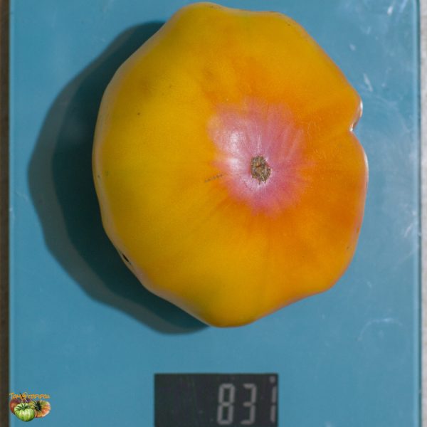 RED BELLY - Image 3
