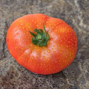 SCORESBY DWARF