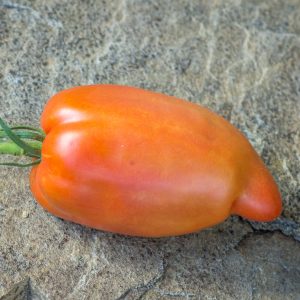 south american banana