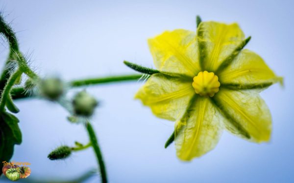 YELLOW NIPPLE OF VENUS - Image 5