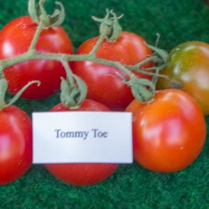 TOMMY TOES