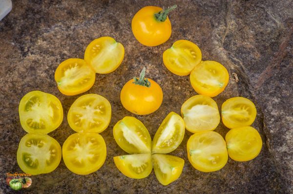 YAMALI YELLOW – Image 3