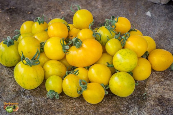 YAMALI YELLOW