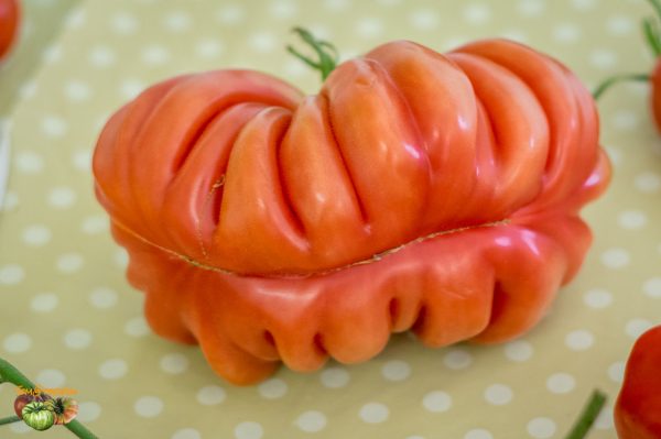 zapotec pink ribbed