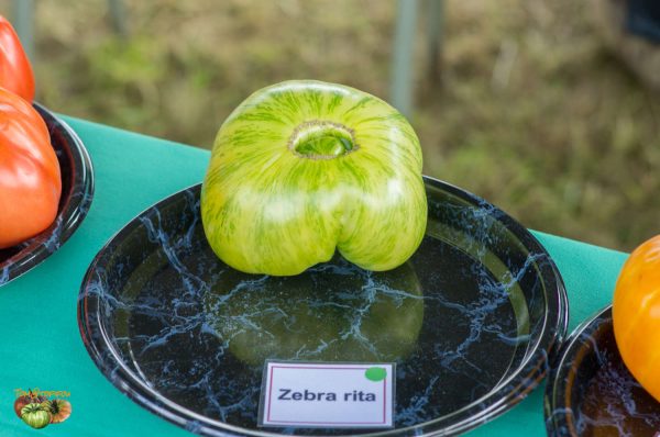 ZEBRA RITA - Image 3