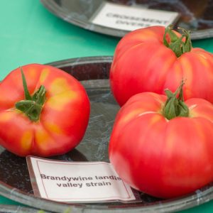 brandywine landis valley strain