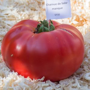 charnue de salamanque