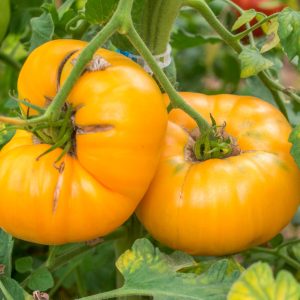 BIG YELLOW BEEFSTEAK