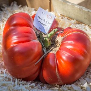 coeur de boeuf rouge d'aregnu