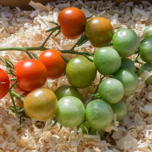 gardener's delight