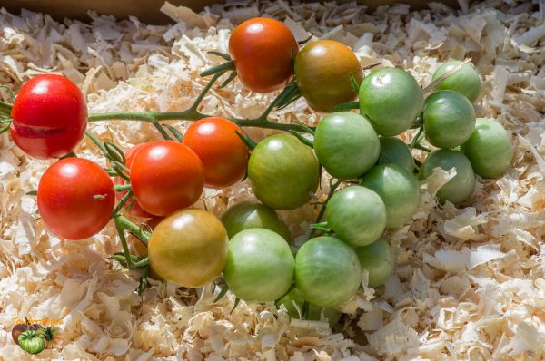 GARDENER'S DELIGHT
