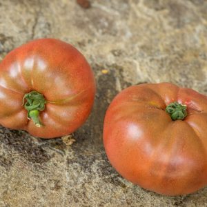 DWARF WILD SPUDLEAF
