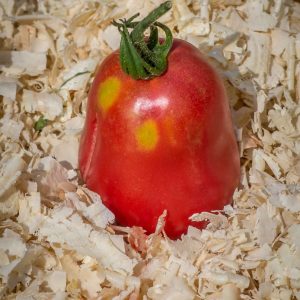 new zealand pear