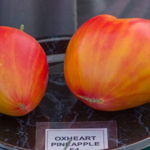 oxheart pineapple