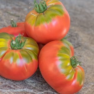 PFUNDS TOMATE