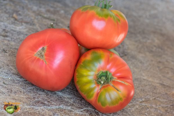 PFUNDS TOMATE - Image 3