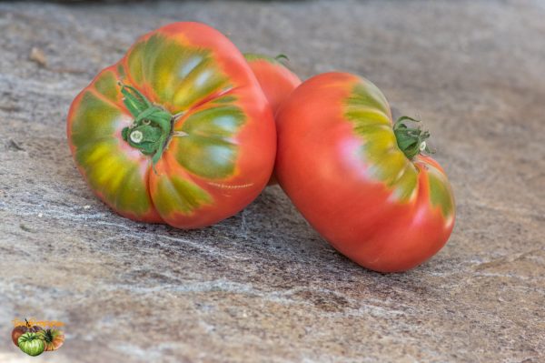 PFUNDS TOMATE - Image 4