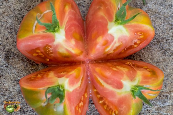 PFUNDS TOMATE - Image 8