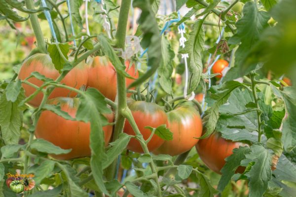 PFUNDS TOMATE - Image 9
